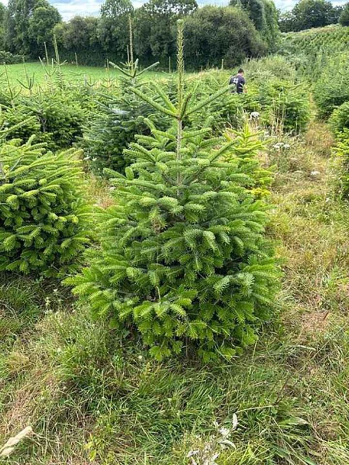 Vente de sapins de Noël Corrèze